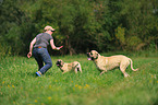 2 Old English Mastiffs