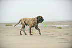 playing Old English Mastiff