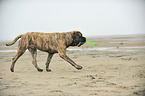 playing Old English Mastiff