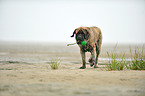 playing Old English Mastiff