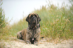 lying Old English Mastiff