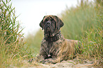 lying Old English Mastiff