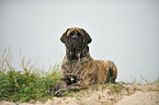 lying Old English Mastiff