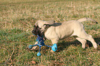 playing Old English Mastiff Puppy