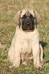 sitting Old English Mastiff Puppy