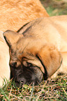 sleeping Old English Mastiff Puppy