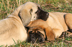 Old English Mastiff Puppies