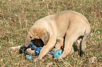 Old English Mastiff Puppy