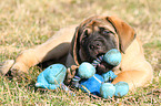 Old English Mastiff Puppy