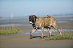 running Old English Mastiff