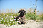 lying Old English Mastiff