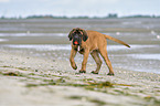 walking Old English Mastiff Puppy