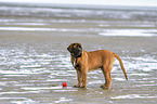 standing Old English Mastiff Puppy