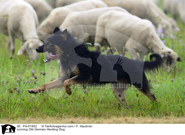 rennende Gelbbacke / running Old German Herding Dog / FH-01952