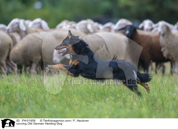 rennende Gelbbacke / running Old German Herding Dog / FH-01956