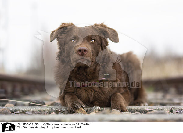 Altdeutscher Htehund Sddeutscher Schlag / Old German Herding Shepherd southern kind / JEG-02155