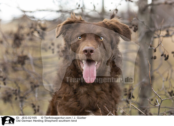 Altdeutscher Htehund Sddeutscher Schlag / Old German Herding Shepherd southern kind / JEG-02165