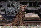 Old German Herding Shepherd southern kind