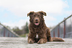 Old German Herding Shepherd southern kind