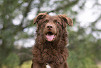 Old German Herding Shepherd southern kind