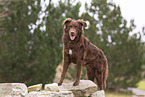 Old German Herding Shepherd southern kind