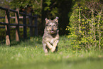 Old German Herding Dog