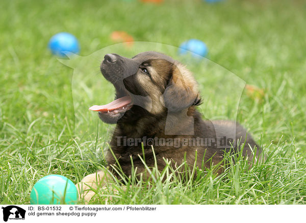 Altdeutscher Schferhund Welpe / old german sheepdog puppy / BS-01532