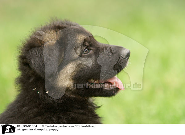 old german sheepdog puppy / BS-01534