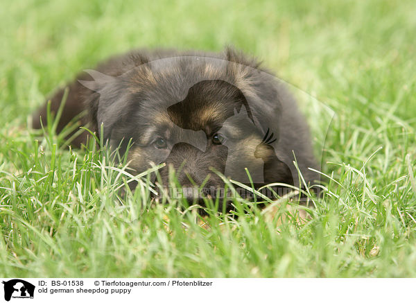 old german sheepdog puppy / BS-01538