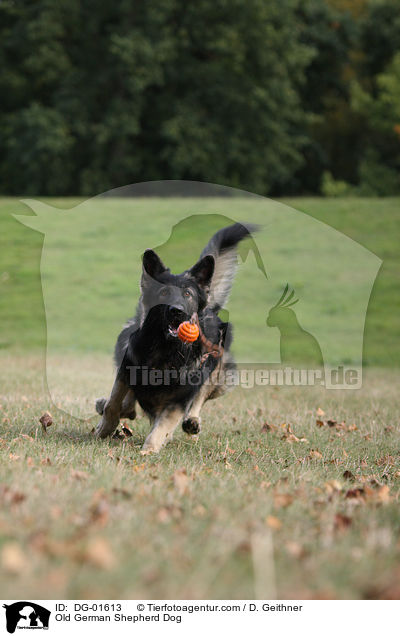 Old German Shepherd Dog / DG-01613