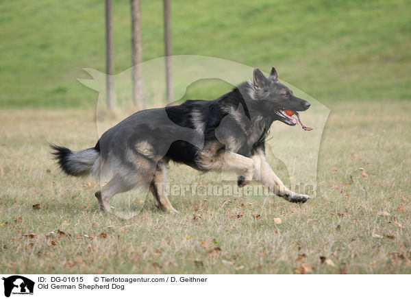 Old German Shepherd Dog / DG-01615