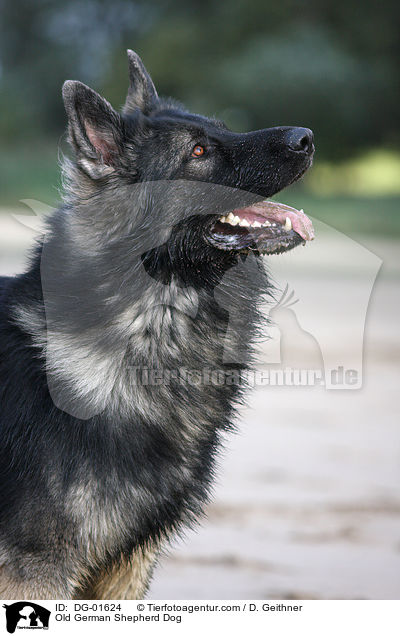 Altdeutscher Schferhund / Old German Shepherd Dog / DG-01624