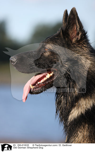 Altdeutscher Schferhund / Old German Shepherd Dog / DG-01635