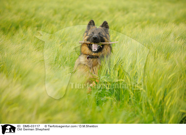 Altdeutscher Schferhund / Old German Shepherd / DMS-03117