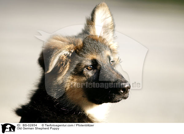 Altdeutscher Schferhund Welpe / Old German Shepherd Puppy / BS-02854