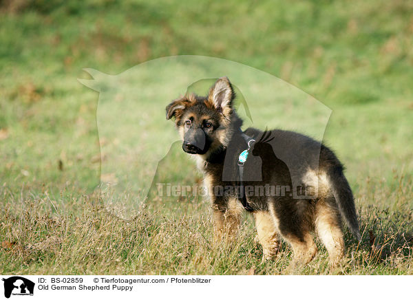 Altdeutscher Schferhund Welpe / Old German Shepherd Puppy / BS-02859