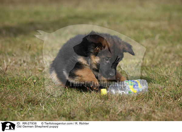 Old German Shepherd puppy / RR-27938