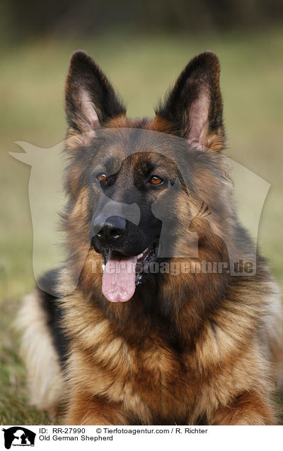 Old German Shepherd / RR-27990