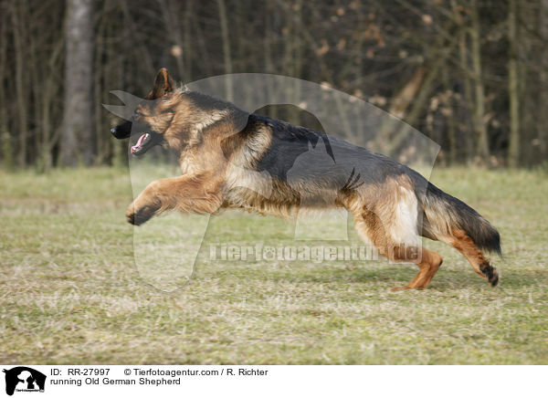 running Old German Shepherd / RR-27997