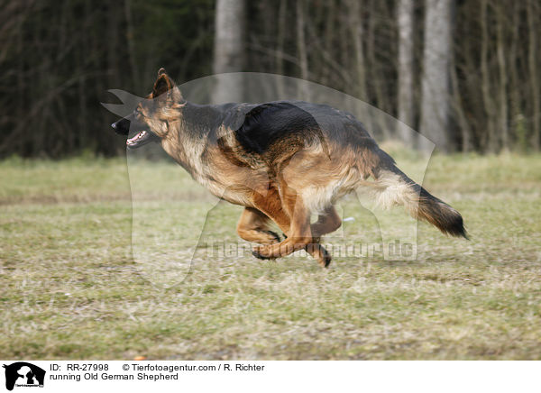 running Old German Shepherd / RR-27998