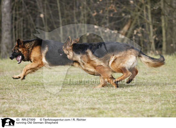 running Old German Shepherd / RR-27999