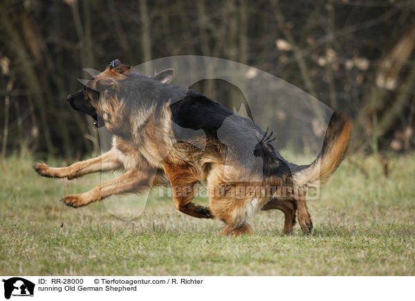 rennender Altdeutscher Schferhund / running Old German Shepherd / RR-28000