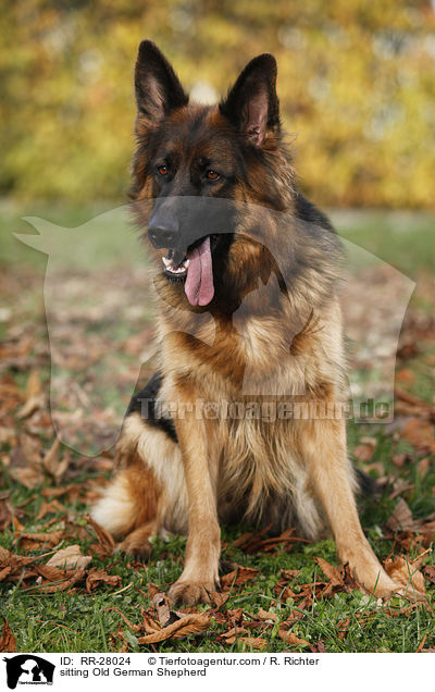 sitting Old German Shepherd / RR-28024