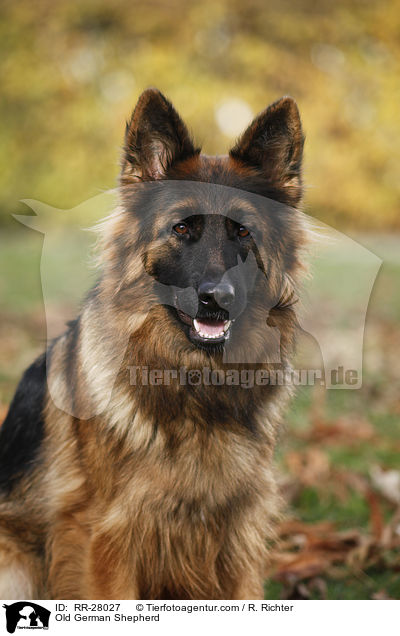 Old German Shepherd / RR-28027