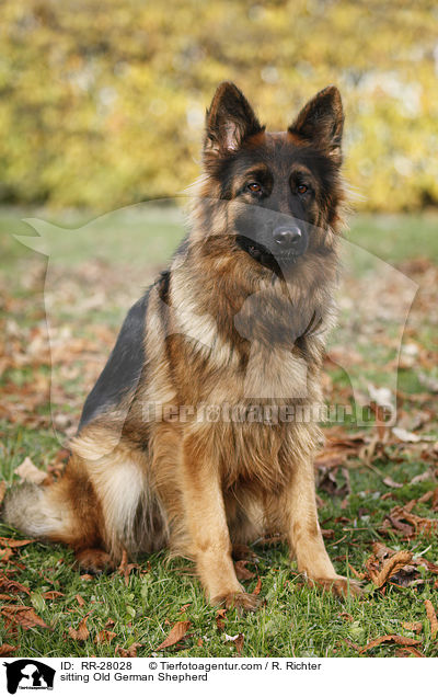 sitzender Altdeutscher Schferhund / sitting Old German Shepherd / RR-28028