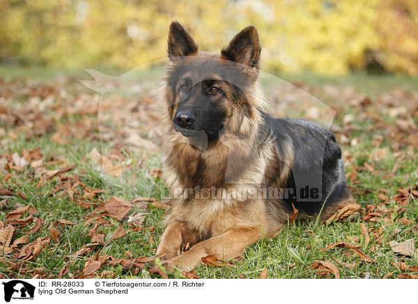 lying Old German Shepherd / RR-28033