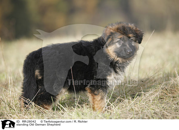 standing Old German Shepherd / RR-28042