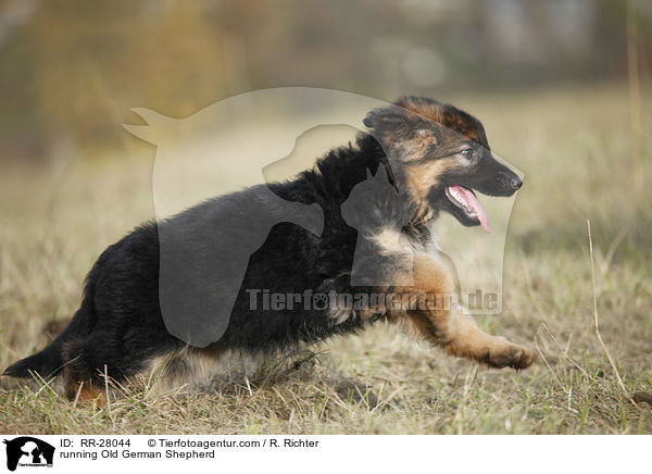 running Old German Shepherd / RR-28044