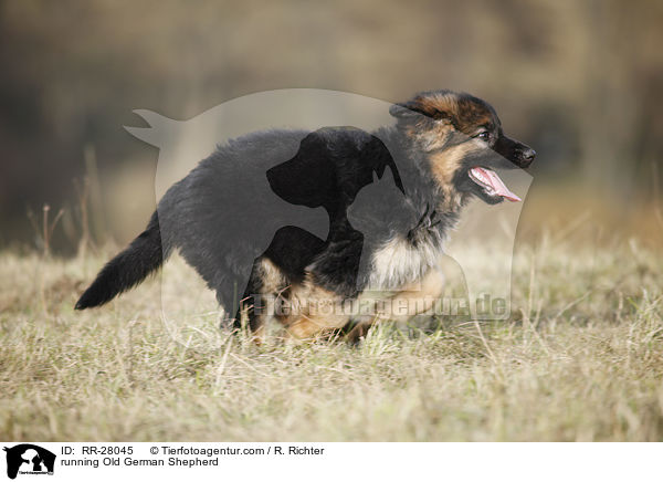 running Old German Shepherd / RR-28045