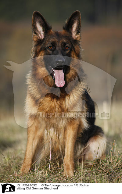 sitting Old German Shepherd / RR-28052